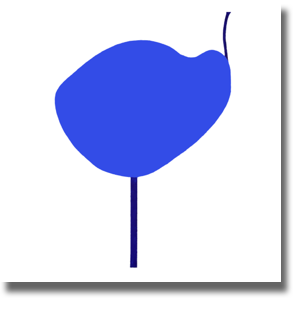 Wigeon - Cornflower Blue Wigeon - Cornflower Blue